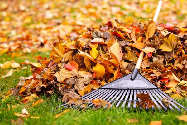 Cost of Leaves Removal in Prescott