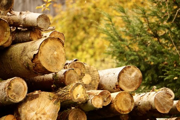 Cost of Wood Pile Removal in Prescott