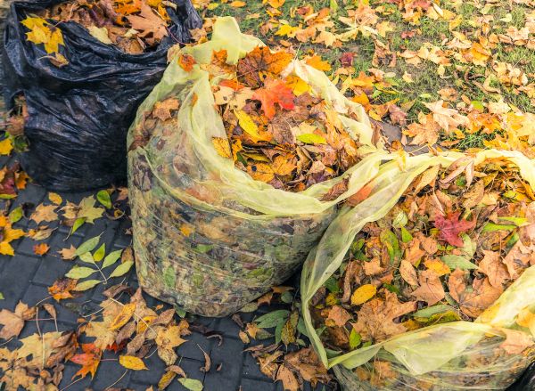 Cost of Yard Cleanup Service in Prescott