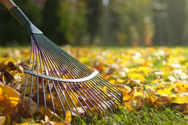 Cost of Leaf Raking Service in Prescott