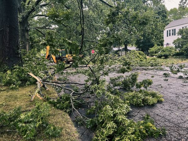 Cost of Tree Branch Disposal in Prescott