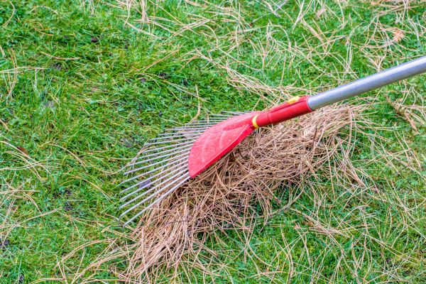 Cost of Yard Raking in Prescott