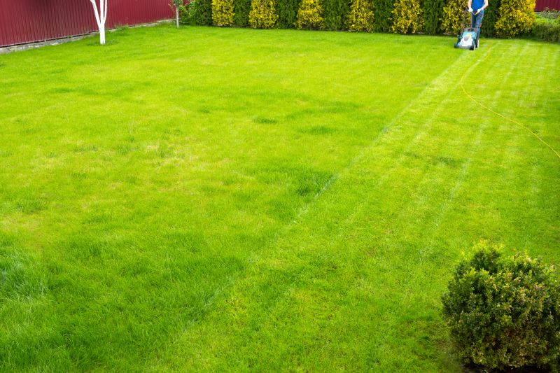 Lawn After Cleanup